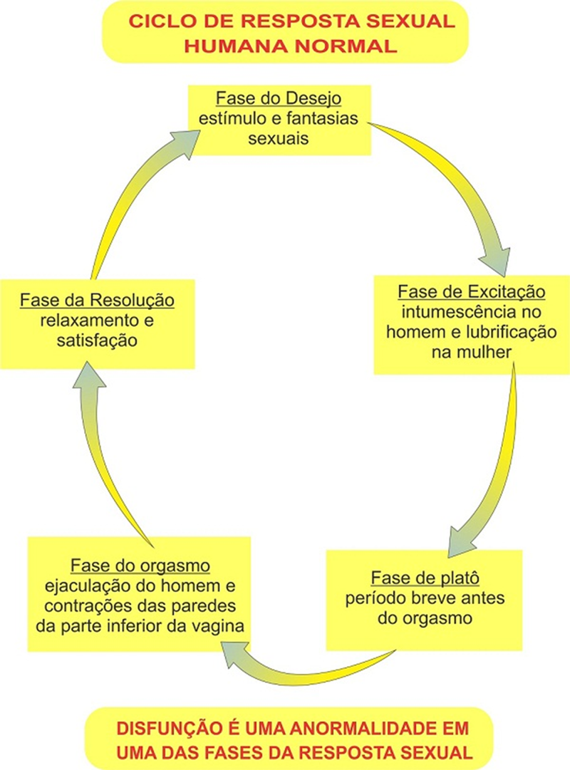Ciclo de resposta sexual Humana Normal